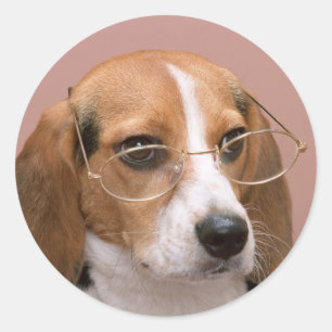 Sticker Rond Beagle avec lunettes