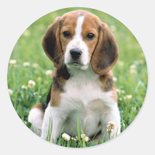 Sticker Rond Beagle Puppy (Devant)