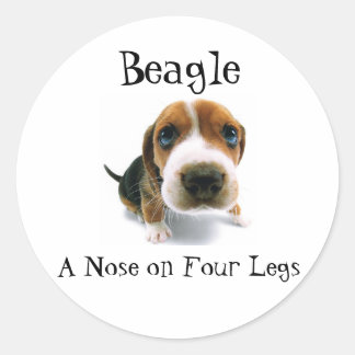 Sticker Rond Beagle - Un nez sur quatre jambes