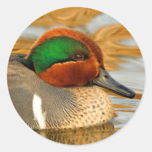 Sticker Rond Beau canard Turquoise à ailes vertes sur l'étang d