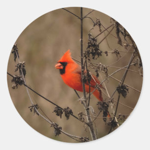 Sticker Rond Beau Cardinal du Nord