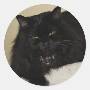 Sticker Rond Beau chat noir