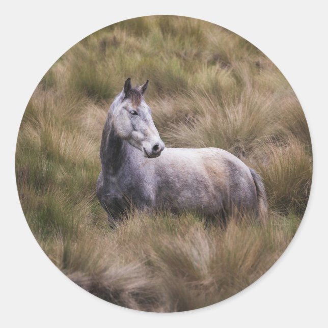 Sticker Rond Beau Cheval gris coloré (Devant)