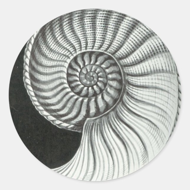 Sticker Rond Beau dessin au crayon d'Amaltheus ammonite (Devant)