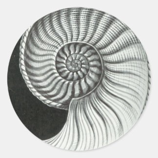 Sticker Rond Beau dessin au crayon d'Amaltheus ammonite