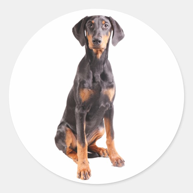 Sticker Rond beau doberman pinscher (Devant)