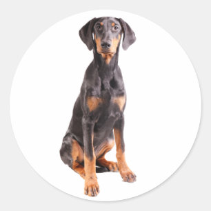Sticker Rond beau doberman pinscher