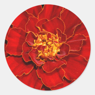 Sticker Rond Beau Durango Red Marigold