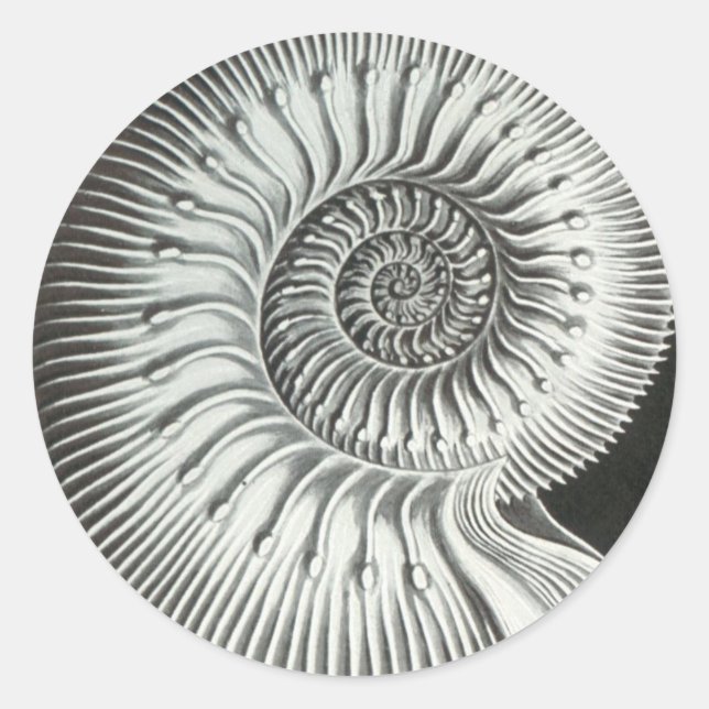 Sticker Rond Beau gros plan en ammonite design (Devant)