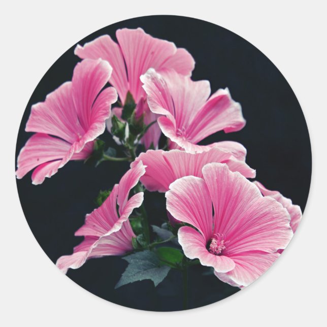 Sticker Rond Beau Jardin Rose Mallow Roses Fleurs (Devant)