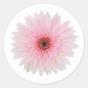 Sticker Rond Beau pâlissez - la fleur rose de marguerite de