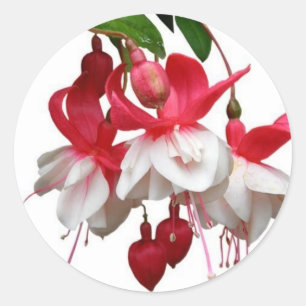 Sticker Rond Beau plante fuchsia suspendu
