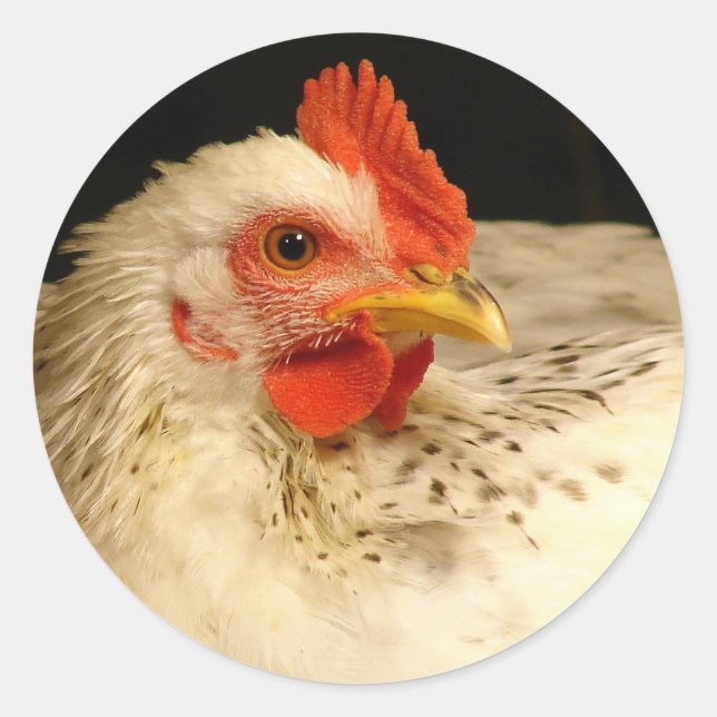 Sticker Rond Beau Rooster Blanc Avec Speckles Noirs (Devant)