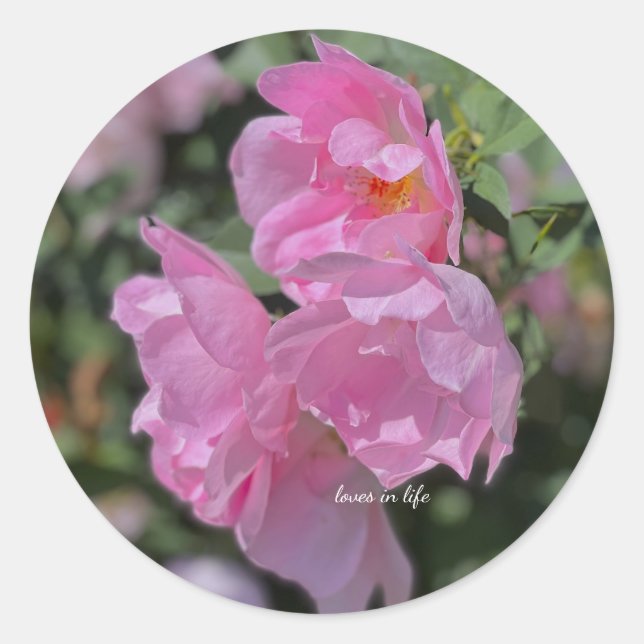 Sticker Rond Beau Roses rose pâle (Devant)