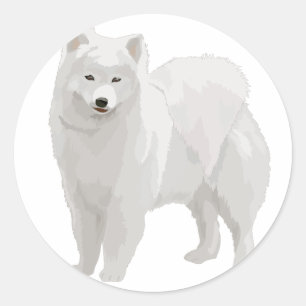 Sticker Rond Beau Samoyed