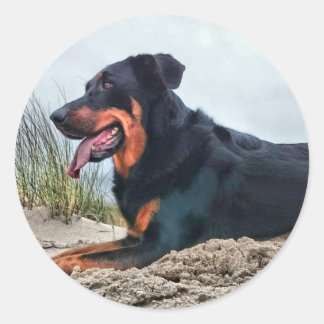 Sticker Rond Beauceron