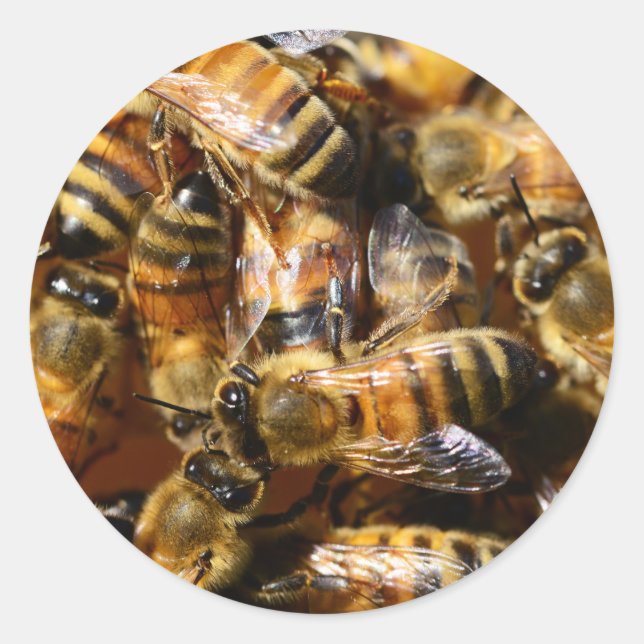 Sticker Rond Beaucoup d'abeilles de miel (Devant)
