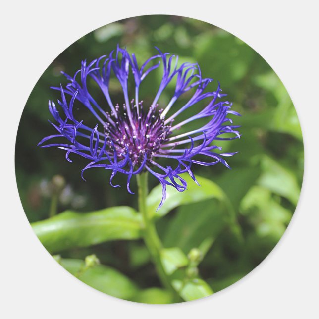Sticker Rond Beauté bleue (Devant)