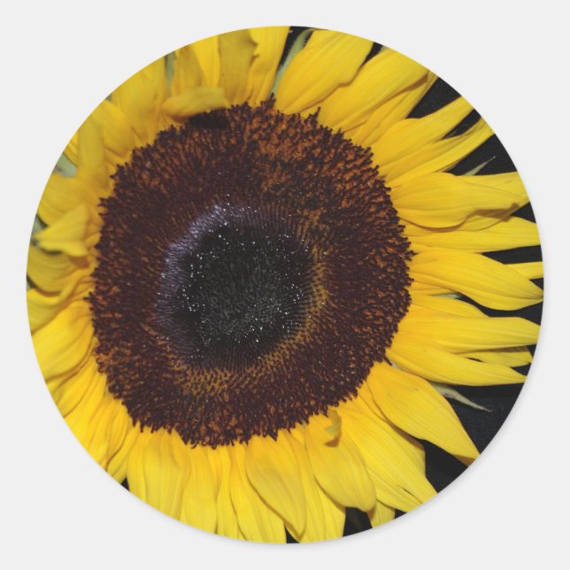 Sticker Rond Beauté des tournesols (Devant)