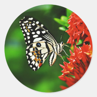 Sticker Rond Beautiful Butterfly on Red Flowers