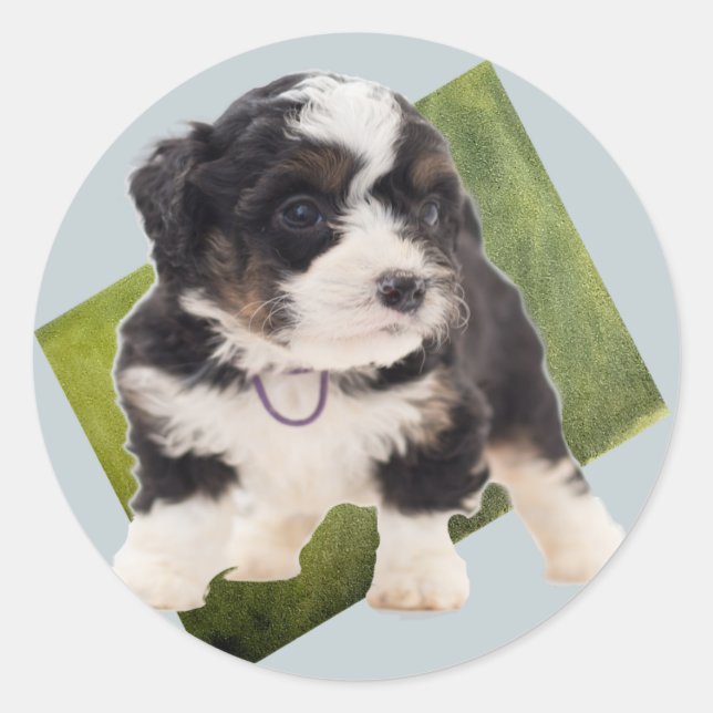 Sticker Rond Beautiful Green Bernedoodle Puppy (Devant)