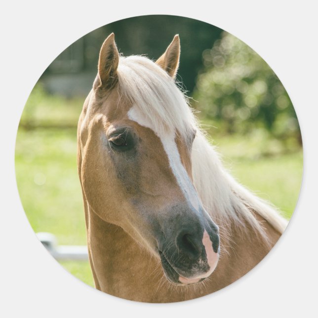 Sticker Rond Beautiful haflinger horse (Devant)
