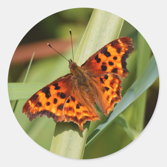 Sticker Rond Beautiful Orange Satyr Comma Butterfly (Devant)