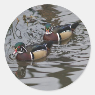 Sticker Rond Beaux Canards En Bois Coloré En Étang Photo