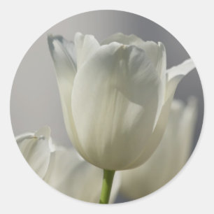 Sticker Rond Beaux Tulipes Blancs de Printemps