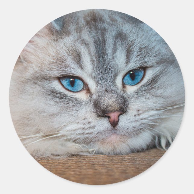 Sticker Rond Beaux yeux bleu chat (Devant)