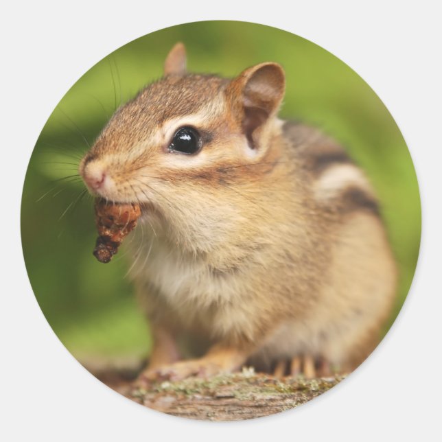 Sticker Rond Bébé adorable Chipmunk avec Snack (Devant)