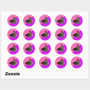 Sticker Rond Bébé Canards sur framboise rose et sorbet pourpre