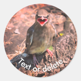 Sticker Rond Bébé cirage Oiseau Nature personnalisée