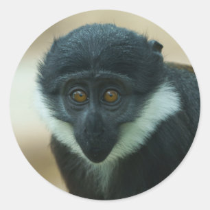 Sticker Rond Bébé L’Hoest Monkey Metal Impression