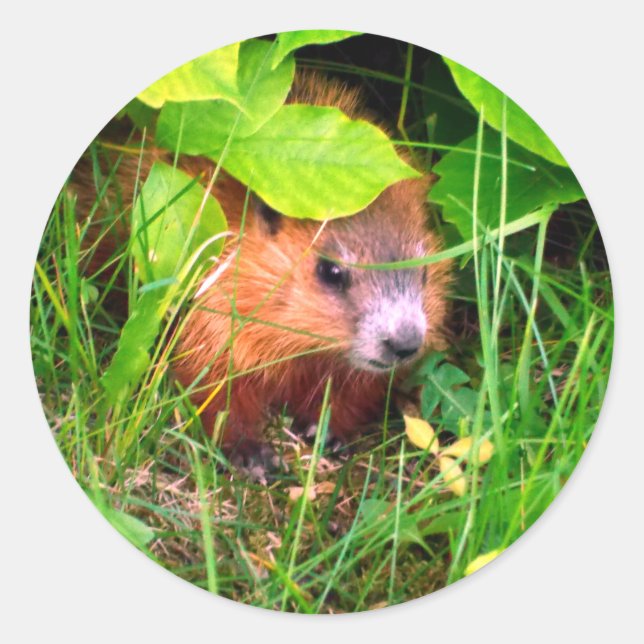 Sticker Rond Bébé marmotte curieuse et mignonne (Devant)