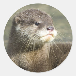 Sticker Rond Bébé mignon Otter