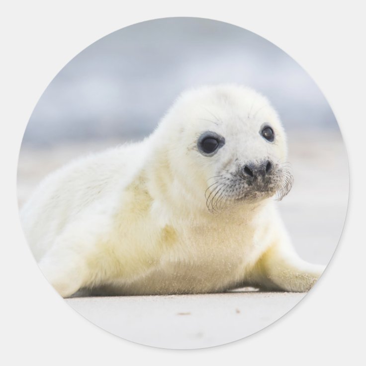 Sticker Rond Bebe Phoque Des Images De Getty Zazzle Fr