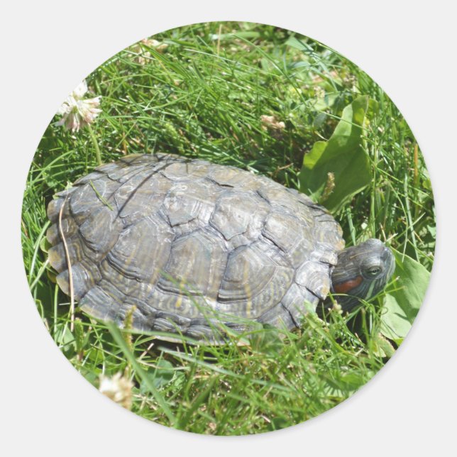 Sticker Rond Bébé rouge oreille tortue coulissante (Devant)