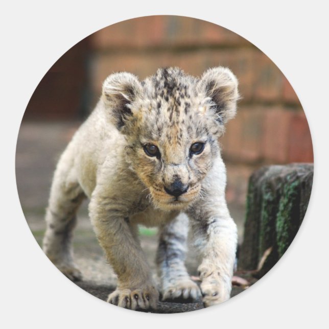 Sticker Rond Bébé routard (Devant)