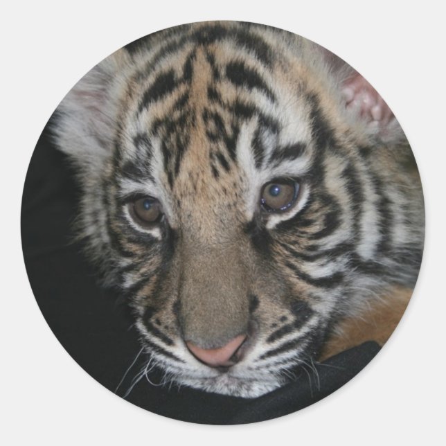 Sticker Rond Bébé tigre (Devant)
