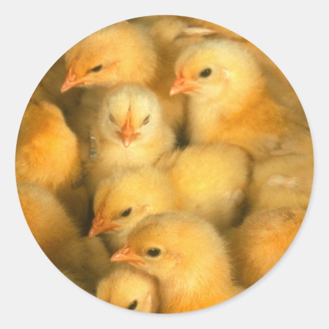Sticker Rond Bébés Poulets poulets poulets poulets poulets poul (Devant)