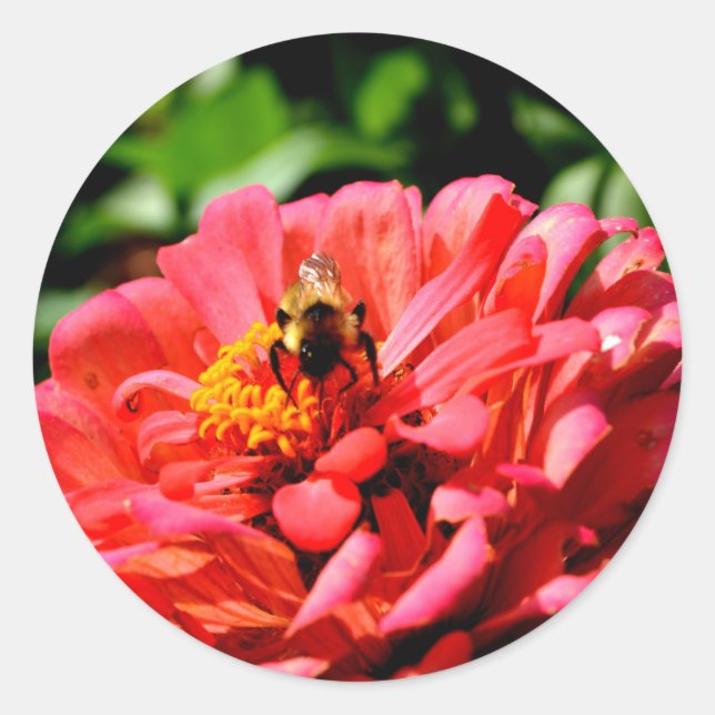 Sticker Rond Bee and coral zinnia (Devant)