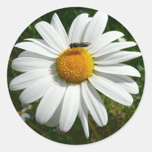 Sticker Rond Bee on Daisy Alaskan Summer Nature