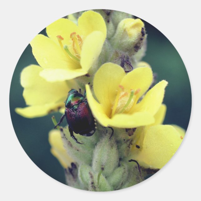 Sticker Rond Beetle sur Fleur Mullein Sauvage (Devant)