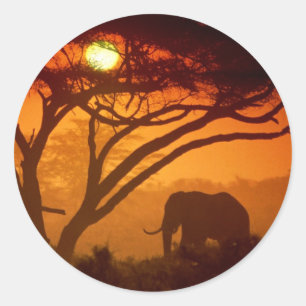 Sticker Rond Bel éléphant de coucher du soleil