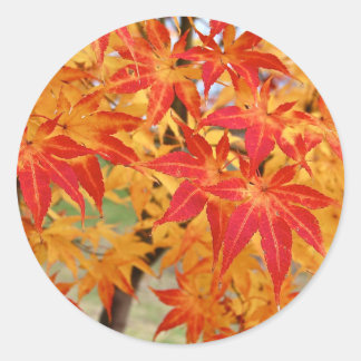 Sticker Rond bel érable japonais à l'automne