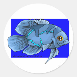 Sticker Rond Bel Oscar bleu tropical
