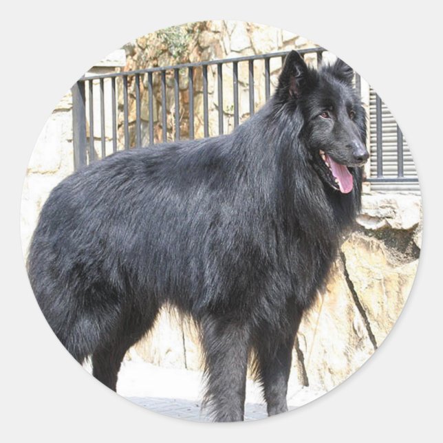 Sticker Rond Belge (Groenendael) plein (Devant)