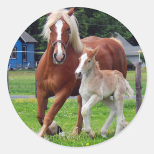 Sticker Rond belgian Mare et Filly