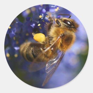 Sticker Rond Belle abeille de miel sur la Californie Lilac
